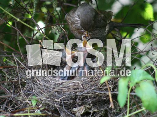 Amsel-1-Tag-9.jpg